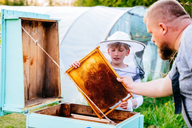 Пчеловодство для начинающих: 5 первых шагов