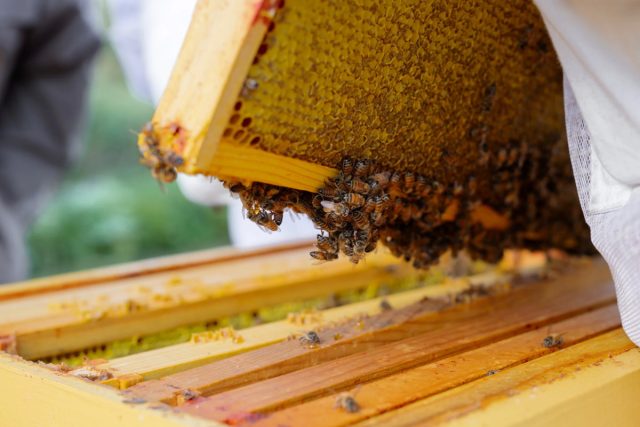 При выборе породы пчел необходимо учитывать не только их продуктивность, но и способность адаптироваться к климатическим условиям региона