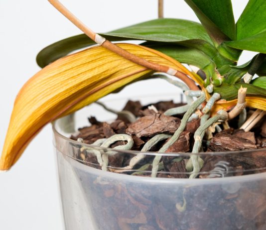 Почему орхидея увядает: 6 частых причин гибели растения