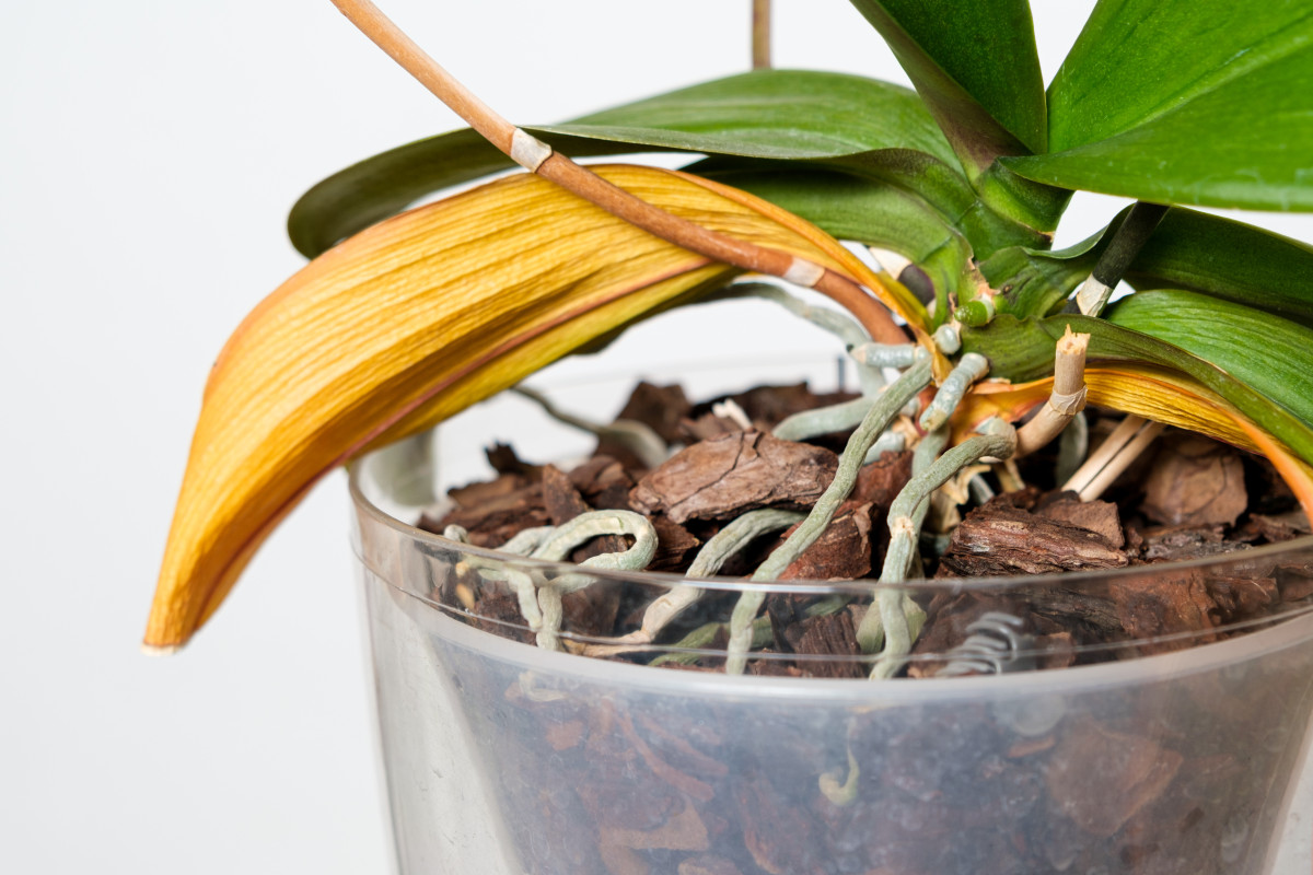 Признаки, которые помогут понять, что нужно реанимировать орхидею