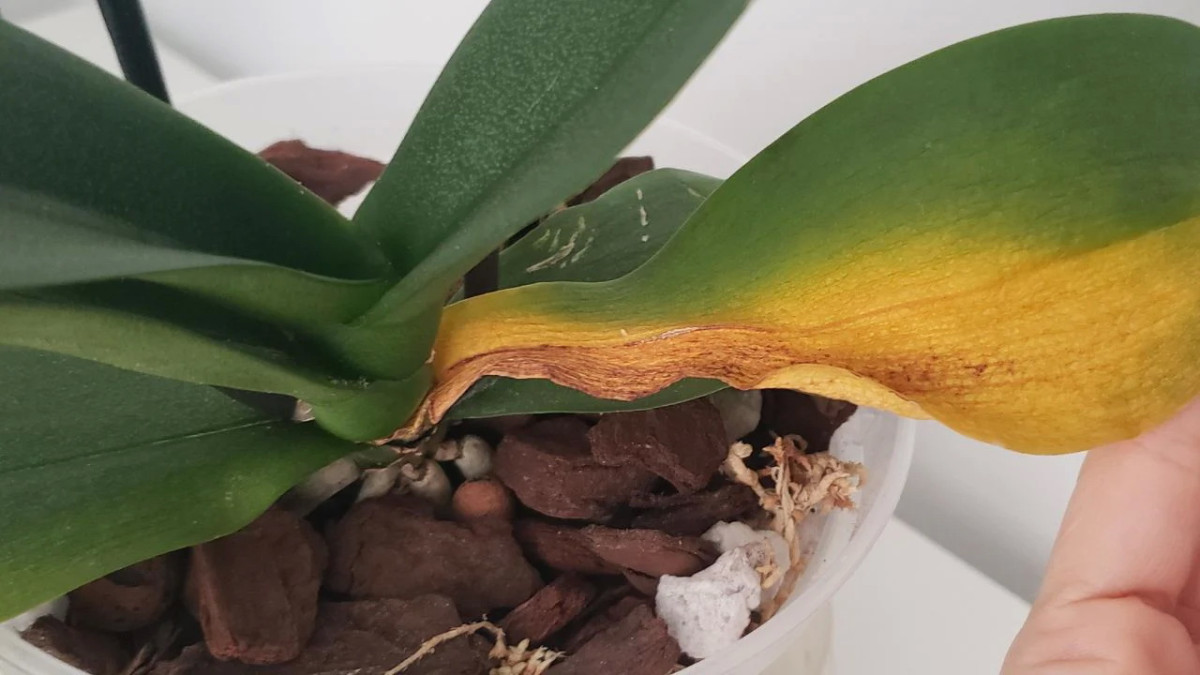 Почему у орхидеи желтеют листья: основные причины и способы их решения