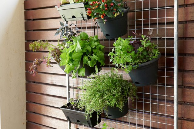 Для украшения интерьера и собственного удобства вы можете выращивать зелень прямо на стене кухни