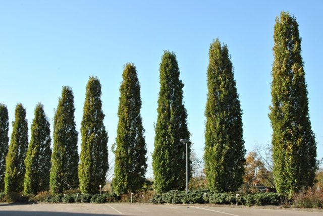 Если необходимо узкое дерево с пирамидальной кроной, можно посадить саженец дуба черешчатого (Quercus robur 'Fastigiata')