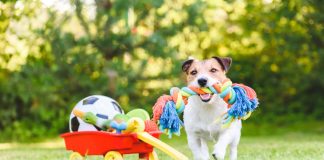 С чем играть собаке: запрещенные игрушки и их лучшие аналоги
