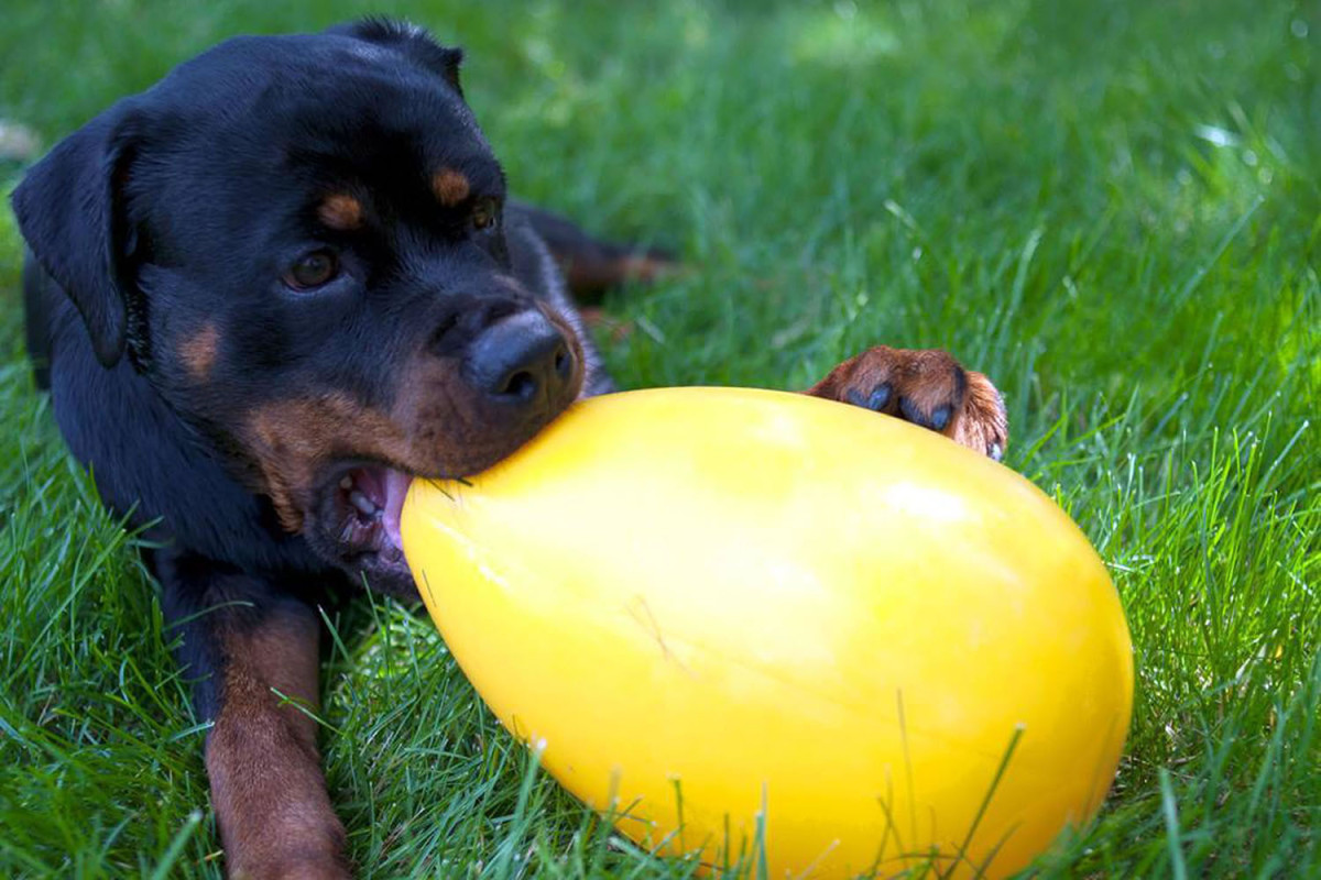 Можно давать щенку яйцо. Собака Egg. Мяч яйцо для собак Jolly Egg. Jolly Pets. Яйцо Конг.