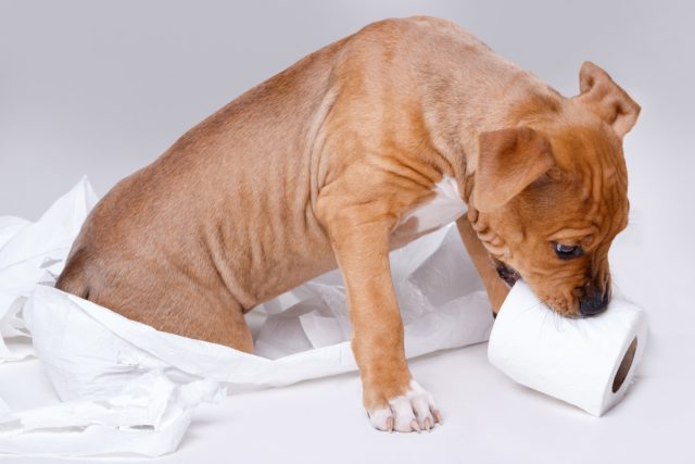 Стыдный вопрос: почему собаки едят экскременты и как от этого отучить