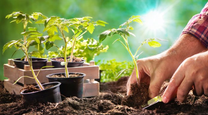 Тест: Что вы знаете о выращивании рассады?