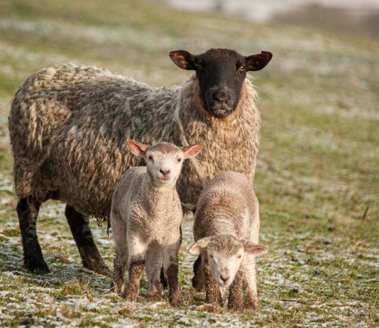 Все, что вам нужно знать, об окоте у овец — принятие родов и уход за ягнятами