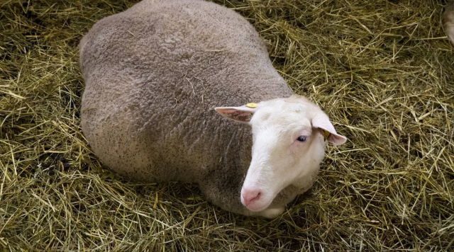 При уличном содержании в холодных регионах настоятельно рекомендуется переводить овец в тёплое помещение за 1-2 недели до предполагаемой даты окота