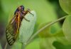 Жуткое явление в США: миллиарды цикад проснутся одновременно