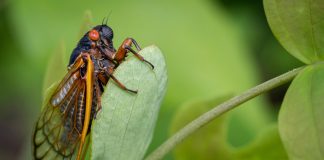 Жуткое явление в США: миллиарды цикад проснутся одновременно