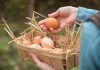 6 причин тонкой и мягкой скорлупы у яиц домашней птицы