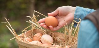 6 причин тонкой и мягкой скорлупы у яиц домашней птицы
