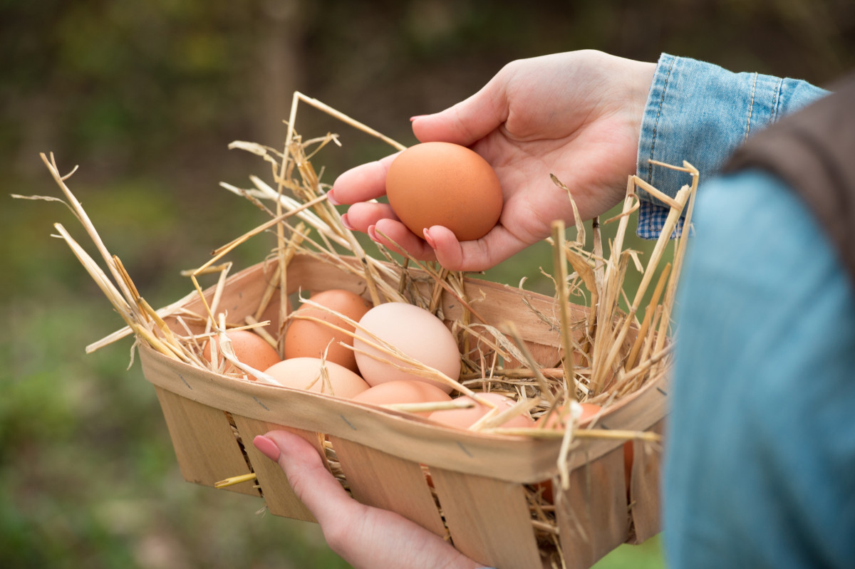 Ботаничка ру. Яйцо на траве. Куры несут пасхальные яйца. У фермера в руках куриные яйца картинка. Руки фермера.