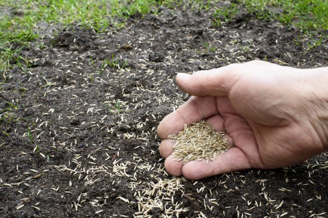 Здоровый газон начинается со здоровой почвы, требующей правильного баланса pH и питательных веществ