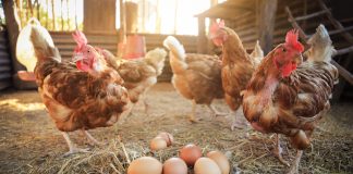9 причин каннибализма и расклева яиц у куриц — как вылечить и не допустить повторения