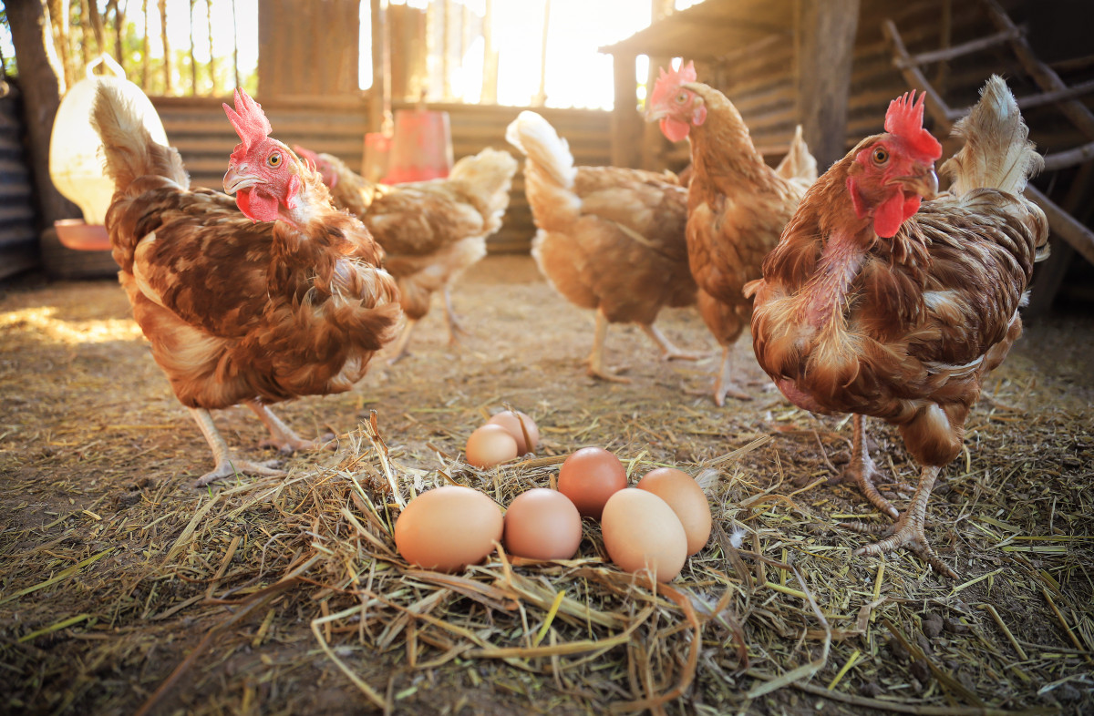 Почему куры клюют яйца, что делать, как решить проблему народными средствами | VK