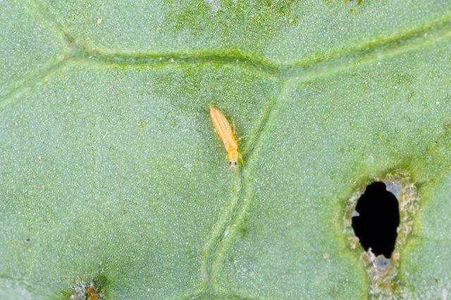 Трипсы (имаго и личинки) питаются клеточным соком растений, прокалывая кожицу сосущим ротовым аппаратом