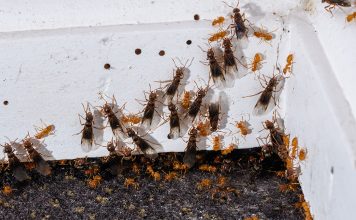 Как избавиться от муравьев в квартире — безопасное уничтожение вредителя