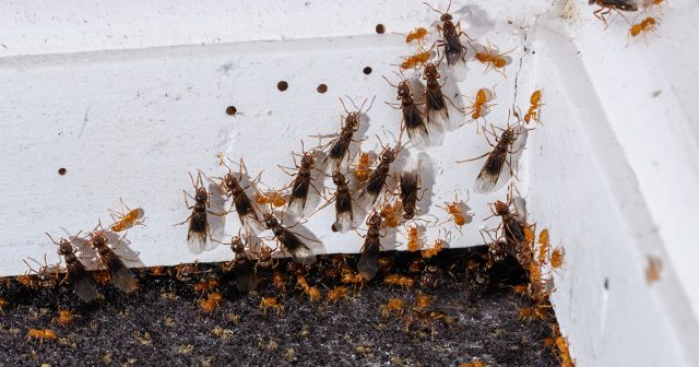 Как избавиться от муравьев в квартире — безопасное уничтожение вредителя