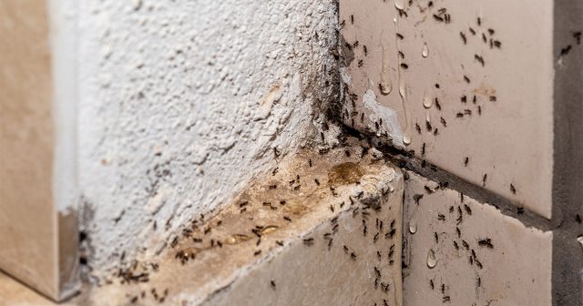 Общая численность колонии может достигать сотен тысяч особей, причём гнездовых камер в муравейнике бывает сразу несколько