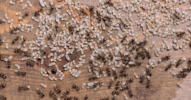 Выбирать необходимо такое средство от муравьёв, которое и защитит наружные площади комнат от насекомых, и достигнет основной цели – яйцекладущей матки