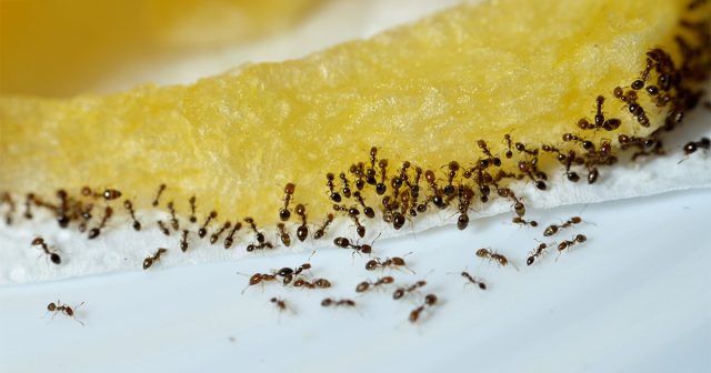 Борьбу с муравьями нужно начинать сразу, как только вы заметили первых особей