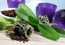 Как правильно пересаживать орхидеи — пошаговая инструкция