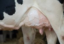 Как распознать мастит у коровы — симптомы и способы профилактики