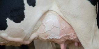 Как распознать мастит у коровы — симптомы и способы профилактики