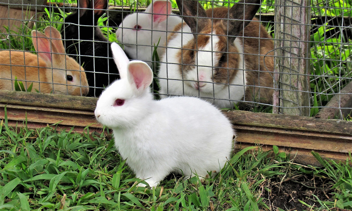 Видео где кролик. Кролики. Ферма кроликов. Усадьба для кроликов.