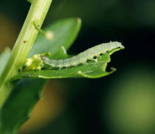 Не допустить пиршества: как защитить огород от листогрызущих вредителей