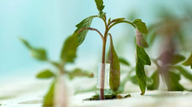 Для подвоя выбирают растения, которые обладают устойчивостью к болезням и энергичным ростом