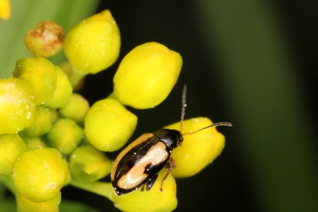Блошка волнистая (Phyllotreta undulata)