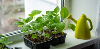 Секреты выращивания рассады баклажанов — от посева до высадки в грунт