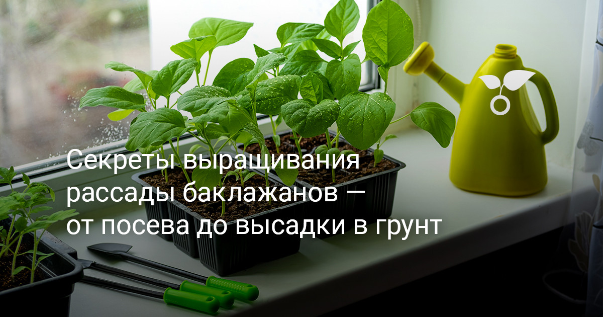 Как собрать качественные семена огурцов, томатов, баклажанов, лука, корнеплодов, бобовых и капусты