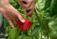 Скоростной урожай: 11 сортов раннеспелых перцев