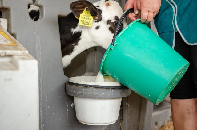 Со второго месяца нередко часть молока заменяют обратом для экономии, либо используют заменитель цельного молока
