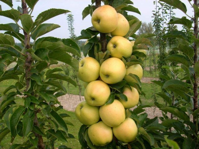 Колоновидная яблоня представляет собой колонну, у которой полностью отсутствуют боковые ветки, а есть только плодовые образования на толстеньком стволике