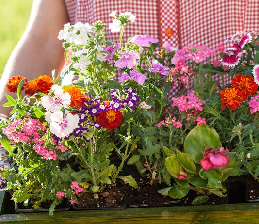 Выращиваем рассаду однолетников — какие цветы выбрать и как их правильно посадить