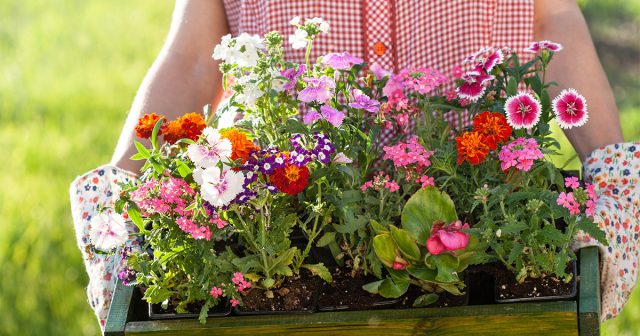Выращиваем рассаду однолетников — какие цветы выбрать и как их правильно посадить 