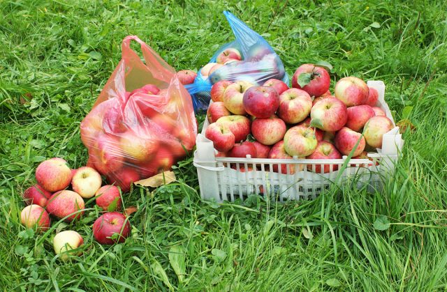 Обильный урожай яблок получится, только если знать особенности культуры и соблюдать 3 правила при закладке сада и уходе за растениями