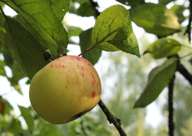 Осенний сорт яблони "Коричное полосатое"