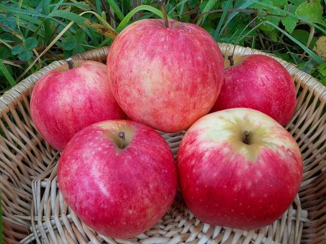 Осенний сорт яблони "Штрейфлинг осенний"