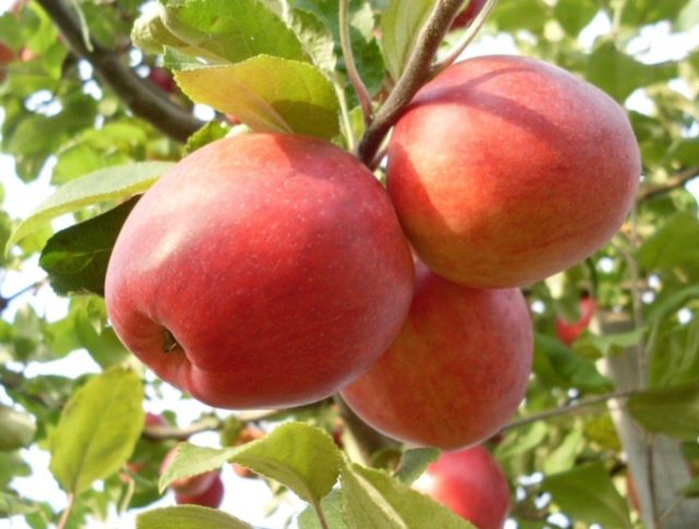 Зимний сорт яблони "Пепин шафранный"