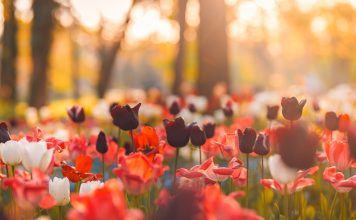 Яркие и желанные первоцветы — секреты ухода за эфемероидами