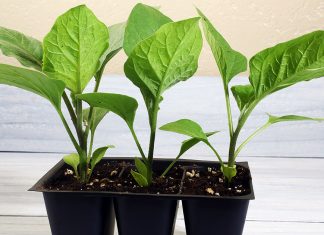 Залог урожайности баклажанов: простые советы по выращиванию рассады