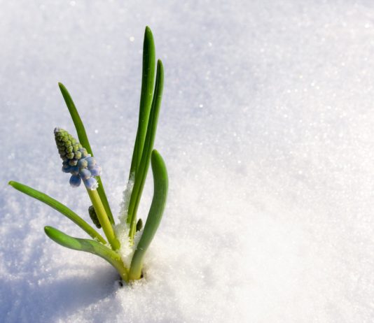Запах весны: как определить приход тепла по народным приметам
