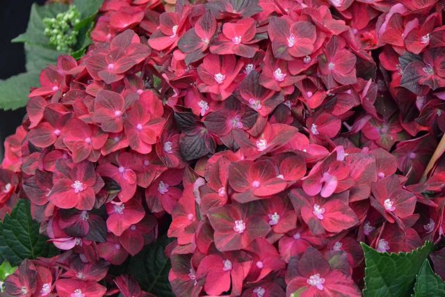 Гортензия крупнолистная «Мэджикал Руби Ред» (Hydrangea macrophylla ‘Magical Ruby Red’)