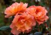 Цвет лета и счастья: 40 растений в оттенке года «персиковый пух» от Pantone